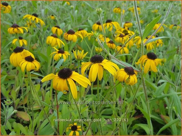 Rudbeckia &#39;American Gold Rush&#39; | Zonnehoed | Sonnenhut