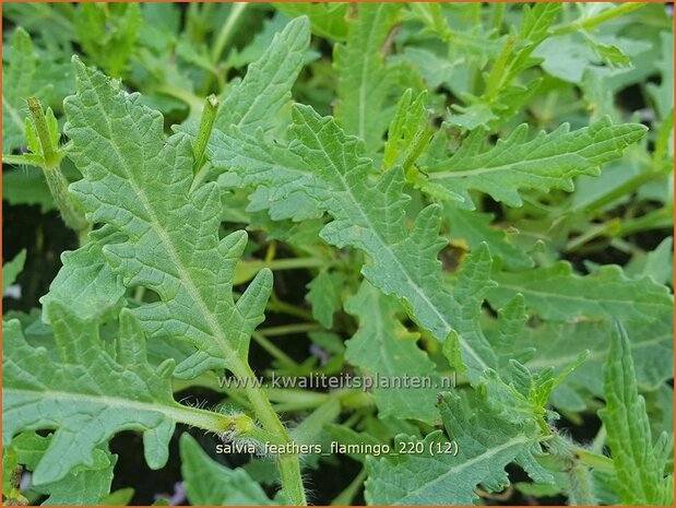 Salvia &#39;Feathers Flamingo&#39; | Salie, Salvia | Salbei