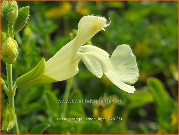 Salvia greggii &#39;Lemon Light&#39; | Herfstsalie, Salie, Salvia | Herbst-Strauch-Salbei