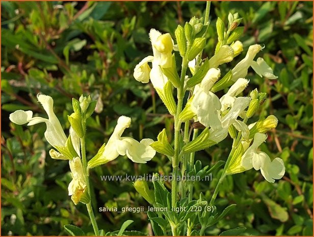 Salvia greggii &#39;Lemon Light&#39; | Herfstsalie, Salie, Salvia | Herbst-Strauch-Salbei