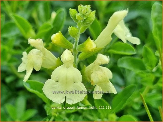 Salvia greggii &#39;Lemon Light&#39; | Herfstsalie, Salie, Salvia | Herbst-Strauch-Salbei