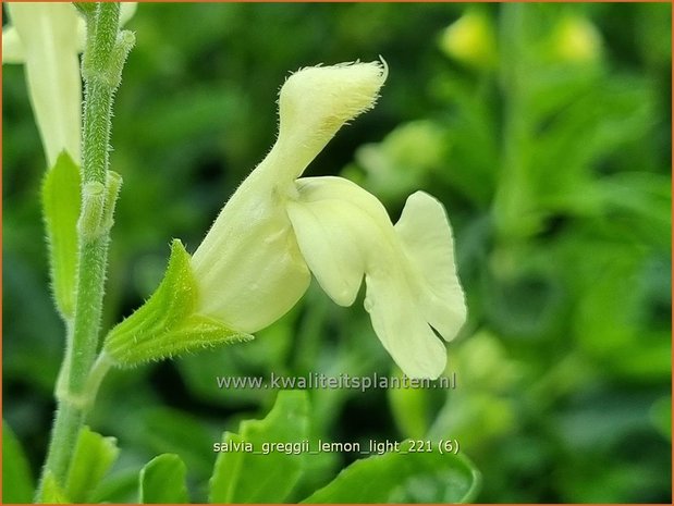 Salvia greggii &#39;Lemon Light&#39; | Herfstsalie, Salie, Salvia | Herbst-Strauch-Salbei