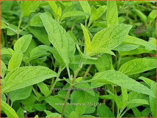 Salvia microphylla | Salie, Salvia | Johannisbeersalbei