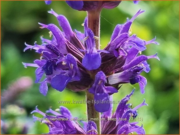 Salvia nemorosa &#39;Sensation Medium Deep Blue&#39; | Bossalie, Salie, Salvia | Steppensalbei