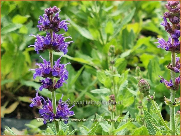 Salvia nemorosa &#39;Sensation Medium Deep Blue&#39; | Bossalie, Salie, Salvia | Steppensalbei