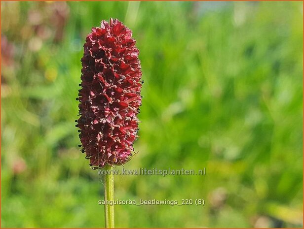 Sanguisorba 'Beetlewings' | Pimpernel, Sorbenkruid | Wiesenknopf | Burnet