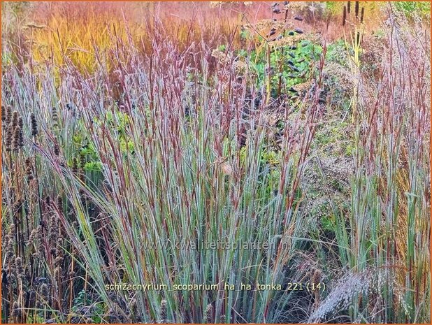 Schizachyrium scoparium &#39;Ha Ha Tonka&#39; | Klein prairiegras | Kleines Präriegras