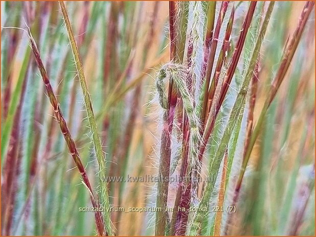 Schizachyrium scoparium &#39;Ha Ha Tonka&#39; | Klein prairiegras | Kleines Präriegras