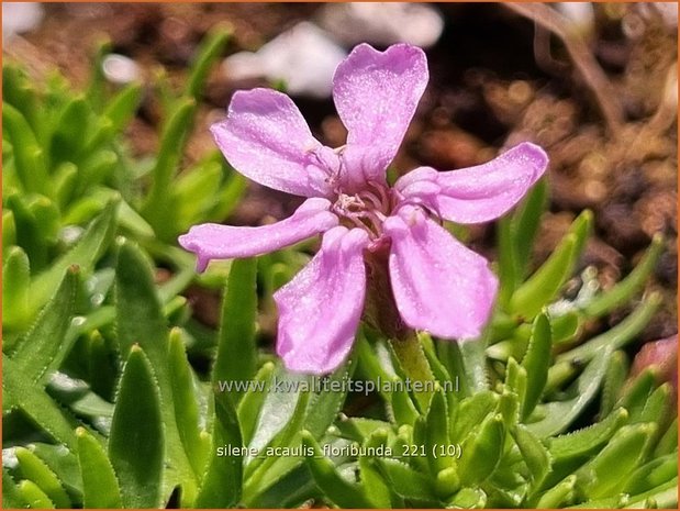 Silene acaulis &#39;Floribunda&#39; | Stengelloze silene, Lijmkruid | Kalk-Polsternelke