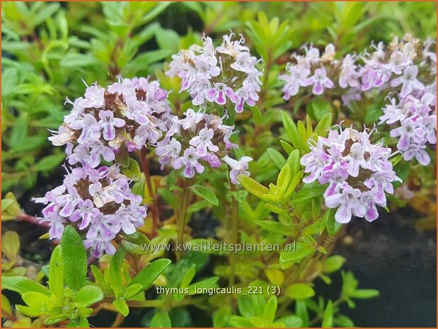 Thymus longicaulis | Tijm | Kaskaden-Thymian