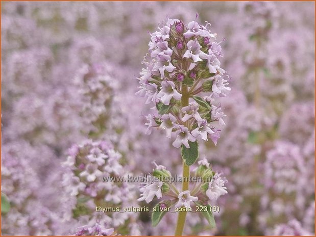 Thymus vulgaris &#39;Silver Posie&#39; | Echte tijm, Keukentijm, Gewone tijm, Tijm | Echter Thymian