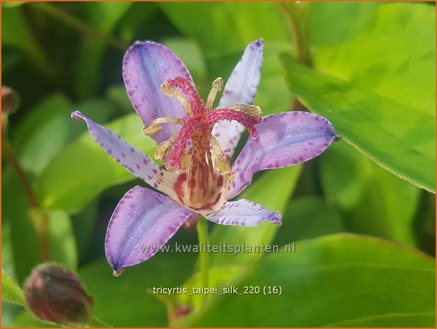 Tricyrtis &#39;Taipei Silk&#39; | Paddenlelie, Armeluisorchidee | Krötenlilie