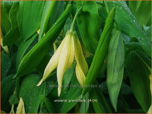 Uvularia grandiflora var. pallida | Huigkruid, Treurklokje, Feestklokje | Hänge-Goldglocke