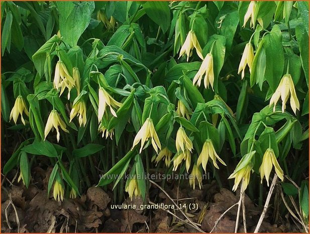 Uvularia grandiflora var. pallida | Huigkruid, Treurklokje, Feestklokje | Hänge-Goldglocke