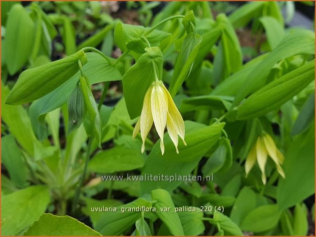 Uvularia grandiflora var. pallida | Huigkruid, Treurklokje, Feestklokje | Hänge-Goldglocke