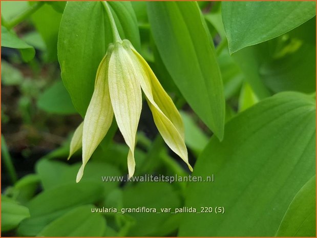 Uvularia grandiflora var. pallida | Huigkruid, Treurklokje, Feestklokje | Hänge-Goldglocke