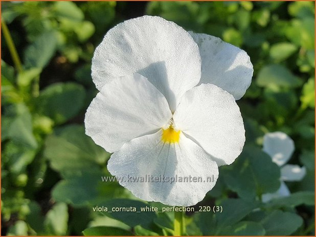 Viola cornuta &#39;White Perfection&#39; | Hoornviooltje, Viooltje | Hornveilchen