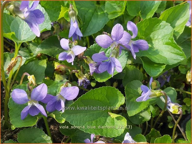 Viola sororia &#39;Blue Diamond&#39; | Zusterviooltje, Viooltje | Pfingst-Veilchen