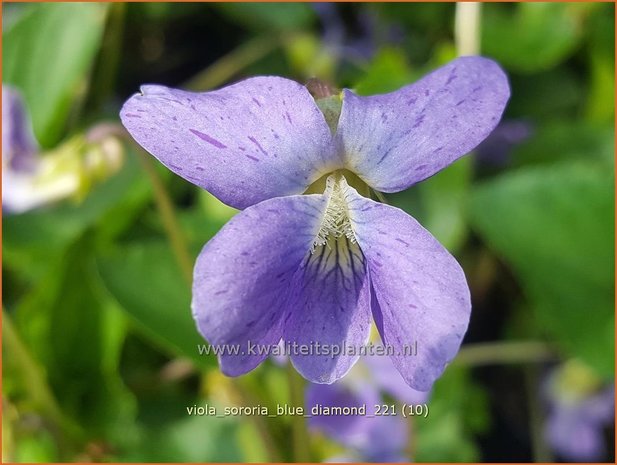 Viola sororia &#39;Blue Diamond&#39; | Zusterviooltje, Viooltje | Pfingst-Veilchen