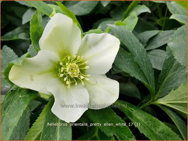 Helleborus orientalis 'Pretty Ellen White' | Kerstroos, Lenteroos, Vastenroos, Nieskruid | Lenzrose