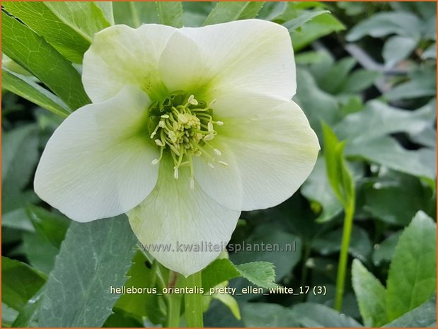 Helleborus orientalis 'Pretty Ellen White' | Kerstroos, Lenteroos, Vastenroos, Nieskruid | Lenzrose