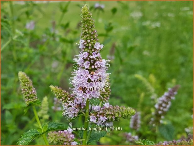 Mentha longifolia | Hertsmunt, Bosmunt, Munt | Roß-Minze