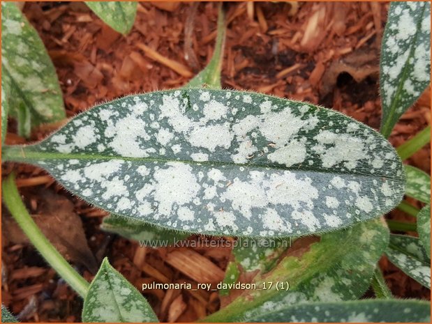 Pulmonaria longifolia 'Roy Davidson' | Langbladig longkruid, Longkruid | Langblättriges Lungenkraut