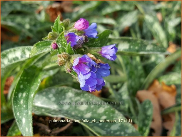 Pulmonaria longifolia 'Roy Davidson' | Langbladig longkruid, Longkruid | Langblättriges Lungenkraut