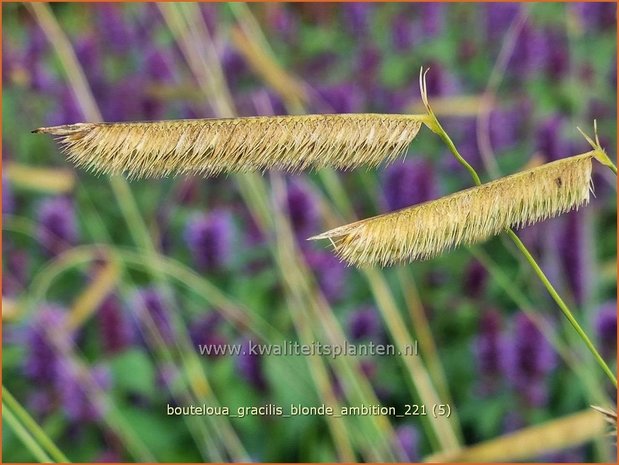 Bouteloua gracilis 'Blonde Ambition' | Muskietengras | Moskitogras