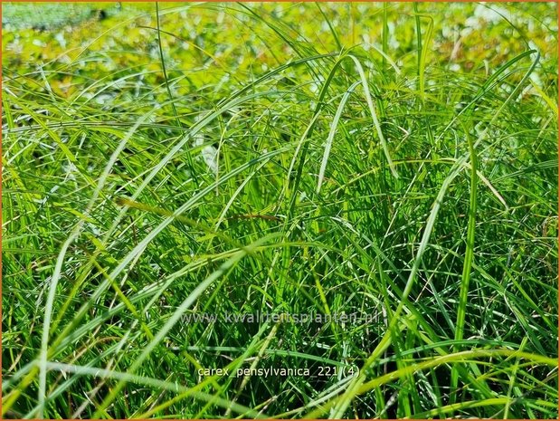 Carex pensylvanica | Zegge | Pennsylvania-Segge