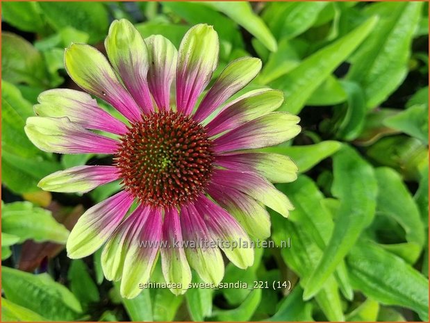 Echinacea 'Sweet Sandia' | Rode zonnehoed, Zonnehoed | Roter Sonnenhut