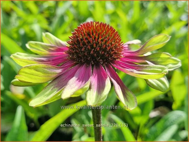 Echinacea 'Sweet Sandia' | Rode zonnehoed, Zonnehoed | Roter Sonnenhut