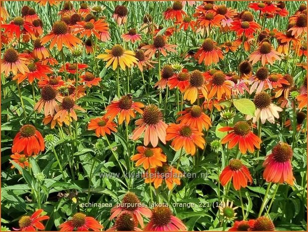 Echinacea purpurea 'Lakota Orange' | Rode zonnehoed, Zonnehoed | Roter Sonnenhut