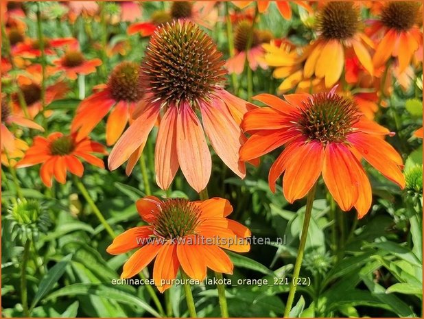 Echinacea purpurea 'Lakota Orange' | Rode zonnehoed, Zonnehoed | Roter Sonnenhut