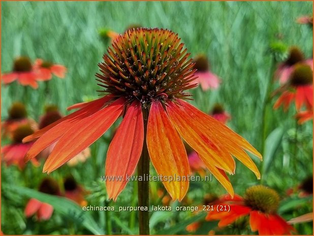 Echinacea purpurea 'Lakota Orange' | Rode zonnehoed, Zonnehoed | Roter Sonnenhut