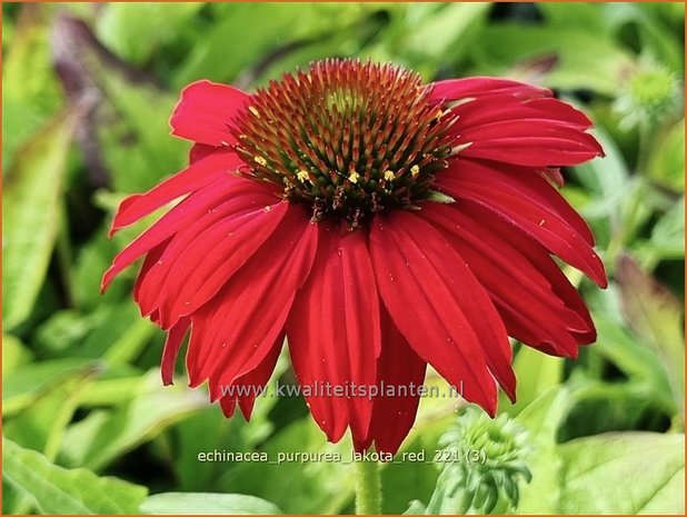 Echinacea purpurea 'Lakota Red' | Rode zonnehoed, Zonnehoed | Roter Sonnenhut