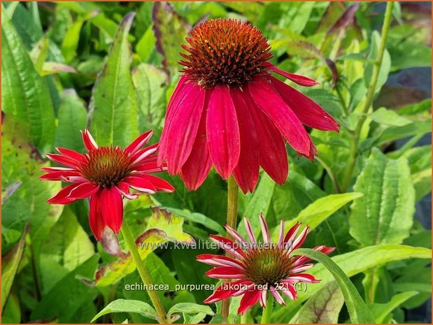 Echinacea purpurea 'Lakota Red' | Rode zonnehoed, Zonnehoed | Roter Sonnenhut