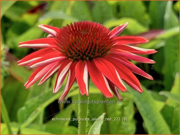 Echinacea purpurea 'Lakota Red' | Rode zonnehoed, Zonnehoed | Roter Sonnenhut