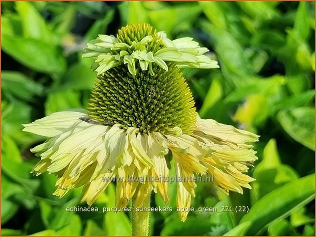 Echinacea purpurea 'Sunseekers Apple Green' | Rode zonnehoed, Zonnehoed | Roter Sonnenhut