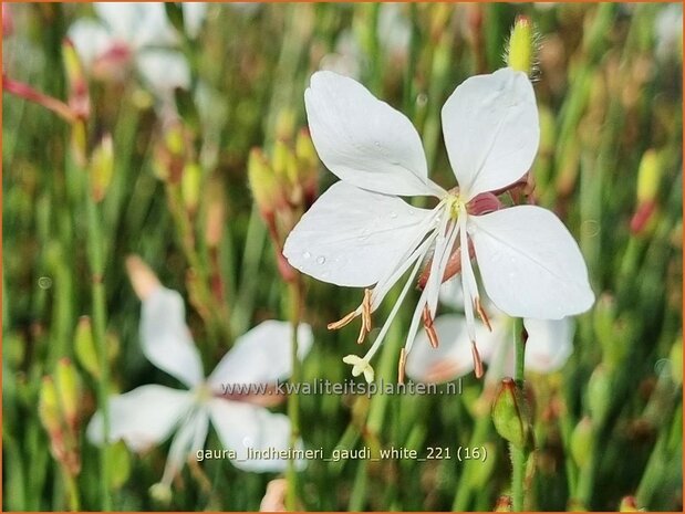 Gaura lindheimeri 'Gaudi White' | Prachtkaars, Vlinderkruid | Prachtkerze