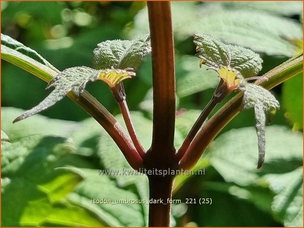 Isodon umbrosus 'Dark Form' | Chinesische Buschnessel