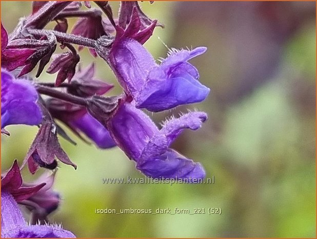 Isodon umbrosus 'Dark Form' | Chinesische Buschnessel