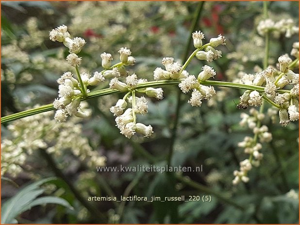 Artemisia lactiflora 'Jim Russell' | Witte bijvoet, Alsem, Bijvoet | Weiße Raute