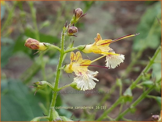 Collinsonia canadensis | Paardenbalsem, Steenwortel, Canadese gruiswortel | Steinwurzel