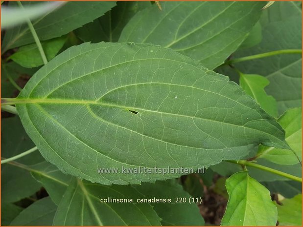 Collinsonia canadensis | Paardenbalsem, Steenwortel, Canadese gruiswortel | Steinwurzel