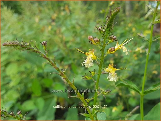 Collinsonia canadensis | Paardenbalsem, Steenwortel, Canadese gruiswortel | Steinwurzel