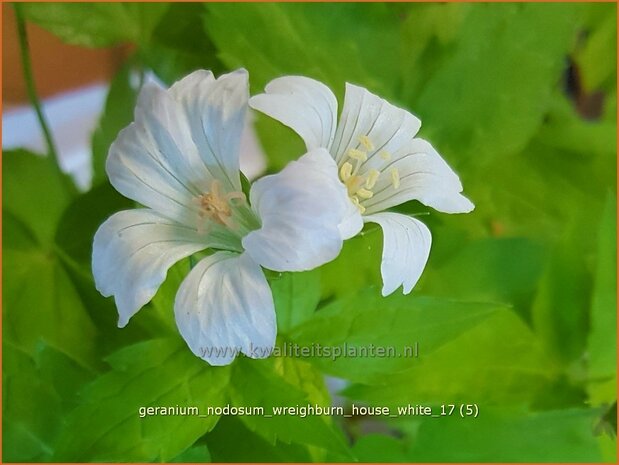 Geranium nodosum 'Wreighburn House White' | Knopige ooievaarsbek, Ooievaarsbek, Tuingeranium, Geranium | Bergwald-Sto