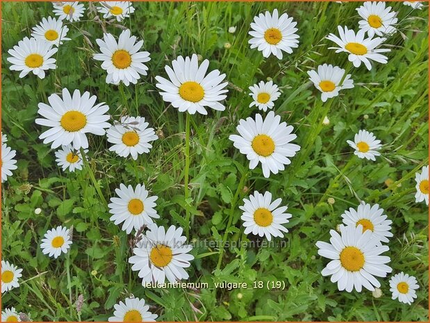 Leucanthemum vulgare | Gewone margriet | Wiesenmargerite | Moon Daisy