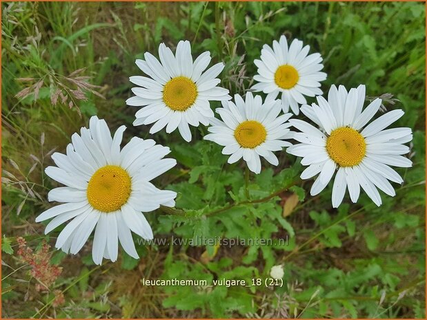 Leucanthemum vulgare | Gewone margriet | Wiesenmargerite | Moon Daisy