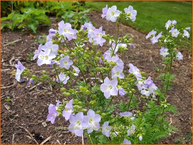 Polemonium caeruleum 'Hopleys' | Jacobsladder | Blaublühende Himmelsleiter